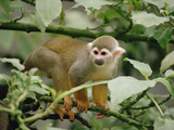 South American or Common Squirrel Monkey (Saimiri Sciureus), Brazil Photographic Print by Gerry Ellis