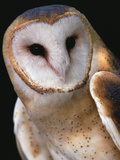 Barn Owl (Tyto Alba), Worldwide Distribution Photographic Print by Gerry Ellis