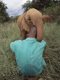 African Elephant (Loxodonta Africana) Orphan Playing, Tsavo East National Park, Kenya Photographic Print by Gerry Ellis