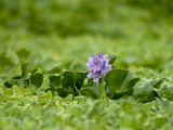 A Water Hyacinth Blossom Floats in a Bog in Peru's Amazon Jungle Photographic Print by Gordon Wiltsie