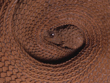 Rough-Scaled Dwarf Boa (Trachyboa Boulengeri) Coiled, Choco Rainforest, Ecuador Photographic Print by Pete Oxford