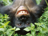 Bonobo or Pygmy Chimpanzee (Pan Paniscus) Smiling While Laying on Ground Photographic Print by Cyril Ruoso