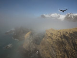 A Southern Skua Looks Down on Gold Harbour Valokuvavedos tekijänä Paul Nicklen