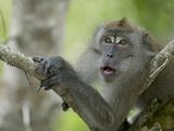 Long-Tailed or Crab-Eating Macaque (Macaca Fascicularis) in Tree, Malaysia Photographic Print by Cyril Ruoso
