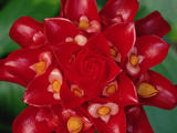 Indonesian Wax Ginger (Tapeinochilus Ananassae) Flower, Indonesia and Papua New Guinea Photographic Print by Gerry Ellis