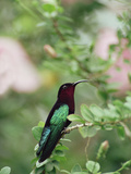 Purple-Throated Carib (Eulampis Jugularis) Hummingbird, Perching, Lesser Antilles Lámina fotográfica por Gerry Ellis