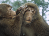 Tibetan Macaque (Macaca Thibetana) One Grooming Another, Emei Mountain, Sichuan, China Photographic Print by Cyril Ruoso