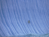 A Chinstrap Penguin Slides Down the Slope of an Iceberg Photographie par Paul Nicklen