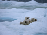 A Polar Bear Relaxing on an Ice Pack Photographie par Paul Nicklen