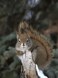 Red Squirrel (Tamiasciurus Hudsonicus) Boreal Forest, Alaska Photographic Print by Michael S. Quinton