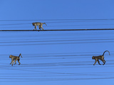 Long-Tailed or Crab-Eating Macaque (Macaca Fascicularis) Trio on Telephone Lines Photographic Print by Cyril Ruoso