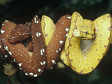 Green Tree Python (Chondropython Viridis) Two Juveniles with Yellow and Brown Coloration Photographic Print by Gerry Ellis