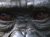Bonobo Chimpanzees (Pan Paniscus) Close-Up of Eyes, Democratic Republic of the Congo Photographic Print by Cyril Ruoso