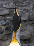 An Adult King Penguin Calling for Chick Photographie par Paul Nicklen