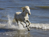 Camargue Horse (Equus Caballus) Running in Water at Beach, Camargue, France Fotografiskt tryck av Konrad Wothe Camargue Horse (Equus Caballus) Running in Water at Beach, Camargue, France Fotografiskt tryck av Konrad Wothe