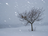 Lonely Tree in Snow, Bavaria, Germany Fotografiskt tryck av Konrad Wothe Lonely Tree in Snow, Bavaria, Germany Fotografiskt tryck av Konrad Wothe