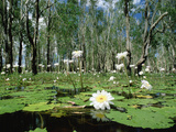 Sacred Lotus (Nelumbo Nucifera) in Bloom on Billabong, Kakadu National Park, Australia Photographic Print by Gerry Ellis