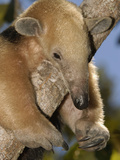 Southern Anteater (Tamandua Tetradactyla) Lounging in Tree Photographic Print by Pete Oxford