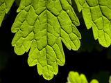 Close Up of a Leaf Showing Vein Detail Photographic Print by Joe Petersburger