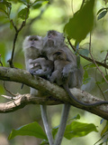 Long-Tailed or Crab-Eating Macaque (Macaca Fascicularis) Pair in Tree with Babies, Malaysia Photographic Print by Cyril Ruoso