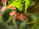 Backlit Maple Leaves and Seeds Photographic Print by Joe Petersburger