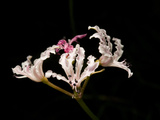 Nerine Is a Genus of Plants Belonging to the Amaryllidaceae Family Photographic Print by Joe Petersburger