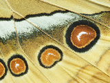 Northern Jungle Queen (Stichophthalma Camadeva) Female, India Photographic Print by Gerry Ellis