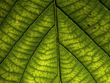 Close Up of a Leaf Showing Vein Detail Photographic Print by Joe Petersburger