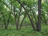 American Elm (Ulmus Americana) Old Growth Forest in Sully Hill, South Dakota Photographic Print by Gerry Ellis