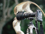 Iferal Vervet Monkeys or Green Monkeys (Cercopithecus Aethiops) Playing on Camera Photographic Print by Gerry Ellis