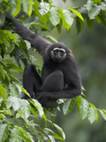 Muller's Bornean Gray Gibbon (Hylobates Muelleri) in Tree, Native to Southeast Asia Photographic Print by Cyril Ruoso
