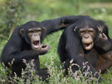 Chimpanzee (Pan Troglodytes) Pair Vocalizing, La Vallee Des Singes Primate Center, France Photographic Print by Cyril Ruoso
