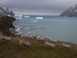 A Herd of Reindeer Running on the Fortuna Bay Coast Photographie par Paul Nicklen