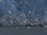 Kittiwakes Flying Near a Glacier Photographie par Paul Nicklen