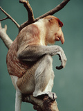 Proboscis Monkey (Nasalis Larvatus), Bronx Zoo, New York Photographic Print by Gerry Ellis