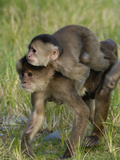 White-Fronted Capuchin (Cebus Albifrons) Mother and Baby, Puerto Misahualli, Ecuador Photographic Print by Pete Oxford