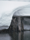 White-Tailed Deer (Odocoileus Virginianus) Hiding under Bridge in Snowstorm, Yellowstone Photographic Print by Michael S. Quinton