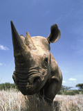 Black Rhinoceros (Diceros Bicornis), Lewa Wildlife Conservation Area, Kenya Photographic Print by Gerry Ellis