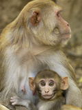 Rhesus Macaque (Macaca Mulatta) Mother and Infant, Bharatpur, Rajasthan, India Photographic Print by Pete Oxford
