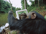 Chimpanzee (Pan Troglodytes) Female Trying to Touch Behind the Mirror, Gabon Photographic Print by Cyril Ruoso