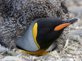 An Adult King Penguin During Molt Photographie par Paul Nicklen