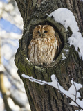 Tawny Owl (Strix Aluco) in Nest Hole, Bavaria, Germany Fotografiskt tryck av Konrad Wothe Tawny Owl (Strix Aluco) in Nest Hole, Bavaria, Germany Fotografiskt tryck av Konrad Wothe