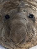 A Young Southern Elephant Seal Bull Resting on the Snow Photographie par Paul Nicklen