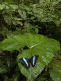 Blue Morpho (Morpho Peleides) Butterfly, in the Rainforest, Ecuador Photographic Print by Pete Oxford