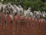 Hanuman Langurs (Presbytis Entellus) on Mud Wall, Ranthambhore National Park, India Photographic Print by Pete Oxford