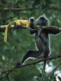 Crested Langur (Semnopithecus Cristatus) Adult Female and Baby Photographic Print by Cyril Ruoso