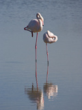 Greater Flamingo (Phoenicopterus Ruber) Pair Sleeping on One Leg, Camargue, France Fotografiskt tryck av Konrad Wothe Greater Flamingo (Phoenicopterus Ruber) Pair Sleeping on One Leg, Camargue, France Fotografiskt tryck av Konrad Wothe
