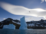 A Southern Giant Petrel in Flight over Icebergs Photographie par Paul Nicklen