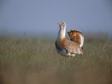 Great Bustard (Otis Tarda), Hungary Photographic Print by Konrad Wothe