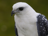 White Hawk (Leucopternis Albicollis), Ecuador Photographic Print by Pete Oxford